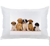 cachorros