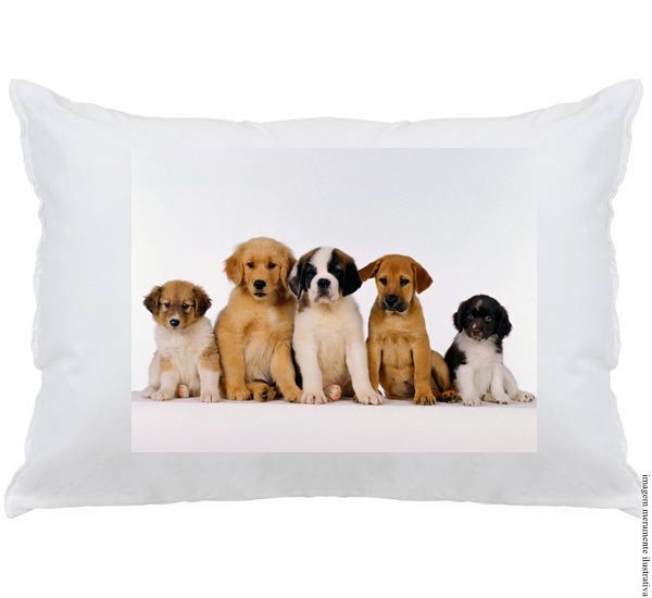 cachorros